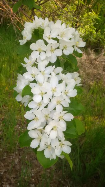 Apple Blossoms Spring 2015