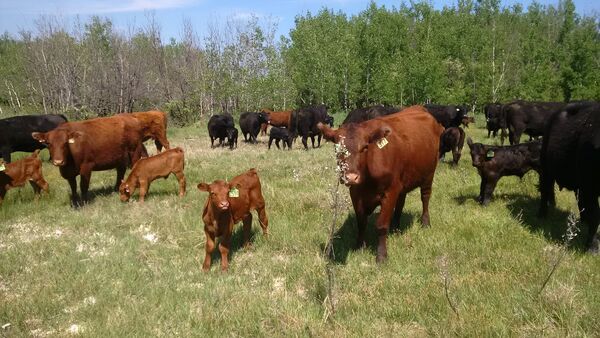 Cattle Spring 2015