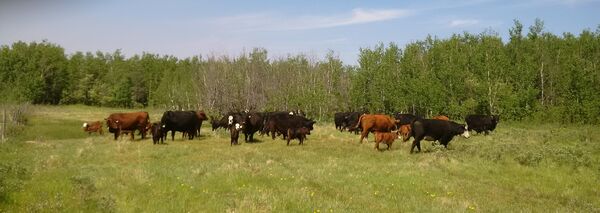 Cattle Spring 2015 3