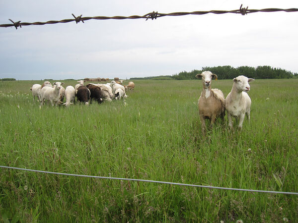 Sheep Window